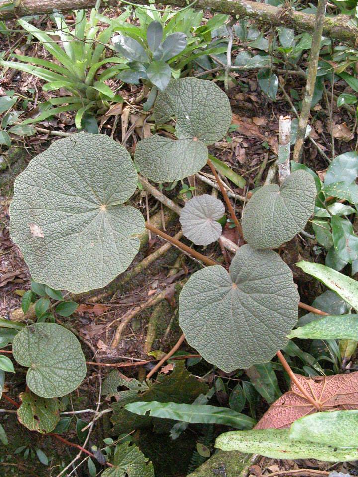 B. espiritosantensis